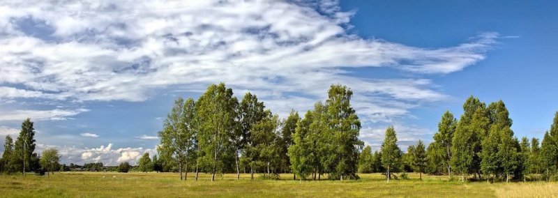 Панорама леса