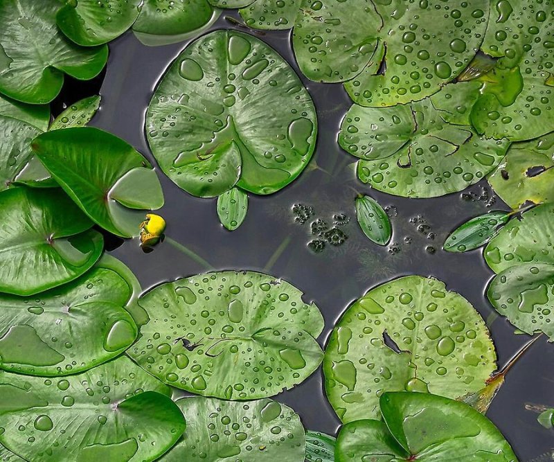 Листик кувшинки