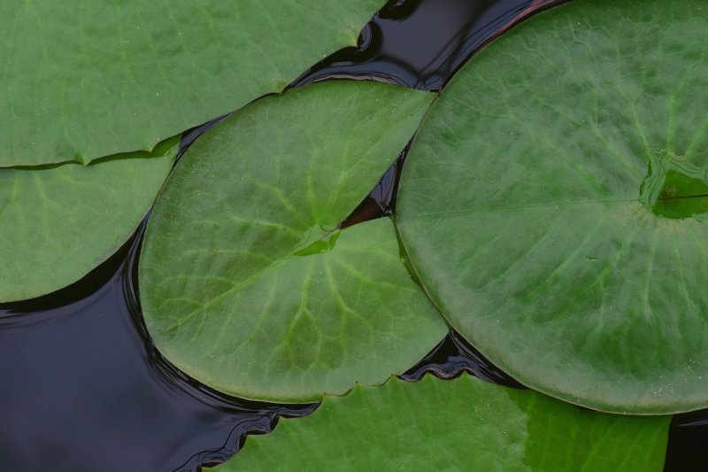 Лист кувшинки