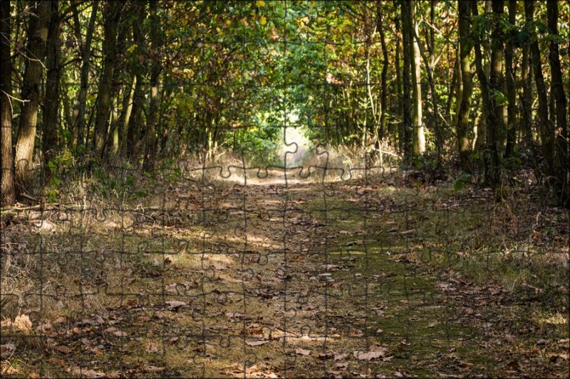 Текстура дорожки в лесу