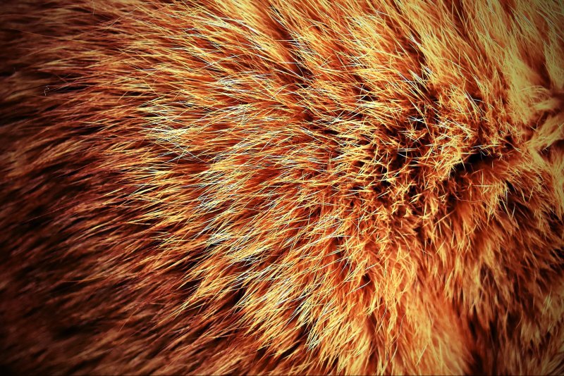 Кошачья шерсть