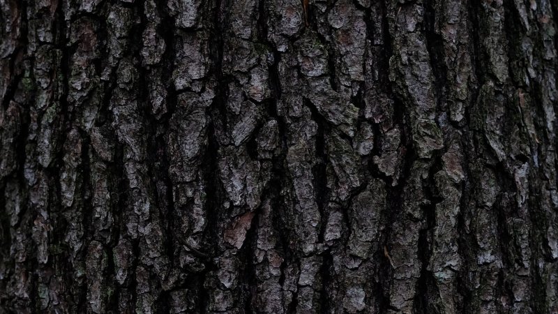 Кора дуба текстура