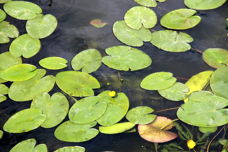 Кувшинка кубышка