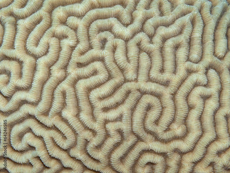 Кораллы текстура