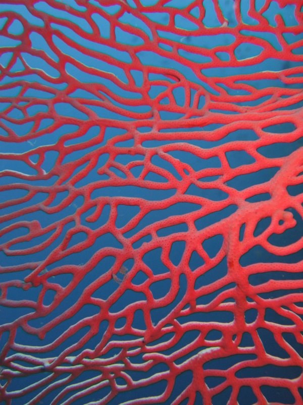 Текстура кораллов