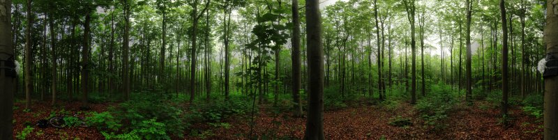 Лес панорама