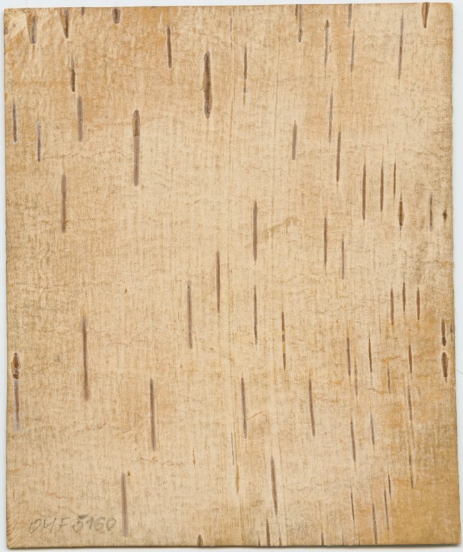 Береста фон