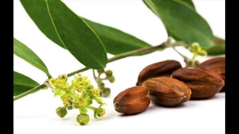 Жожоба плоды