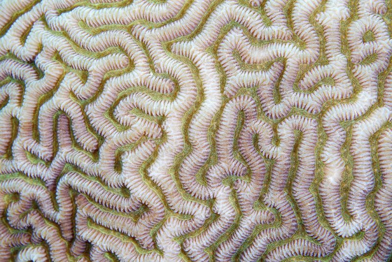 Фактура природы