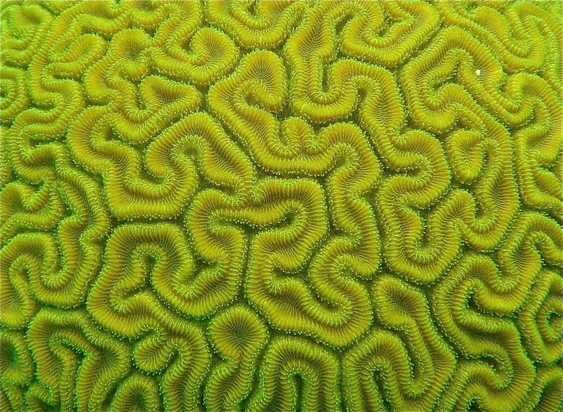 Текстура кораллов