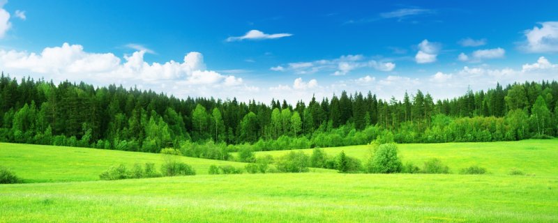 Панорама леса