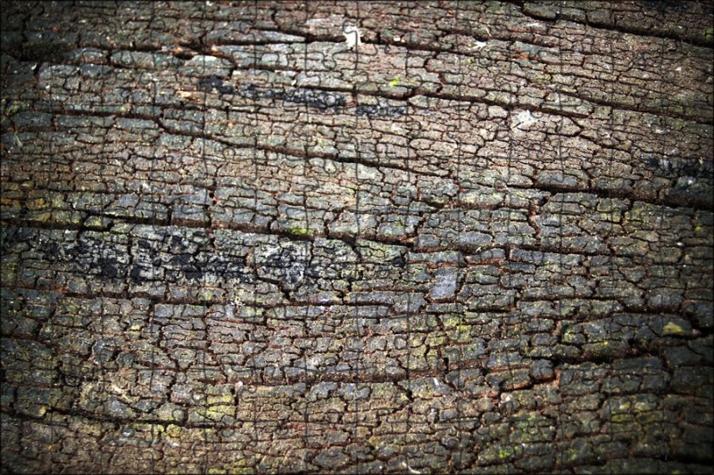 Текстура старого дерева