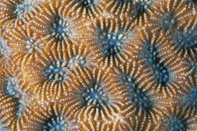 Кораллы фактура