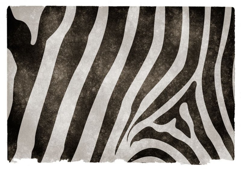 Тигриный окрас вектор