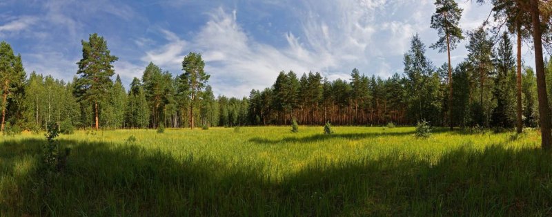 Сосновый Бор панорама