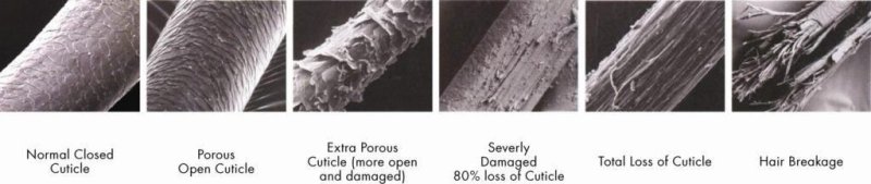 Строение волоса микроскоп