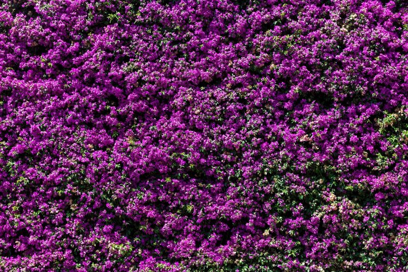 Тимьян пурпурно-фиолетовый