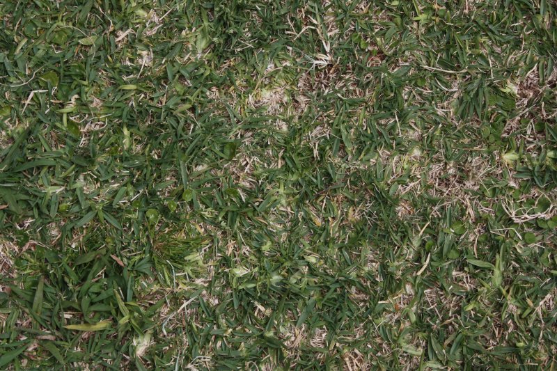 Текстура травы