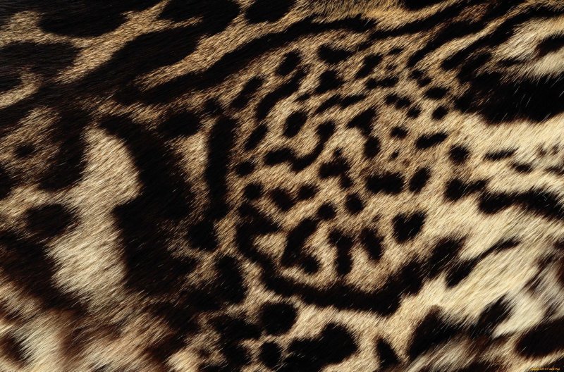 Леопард фактура