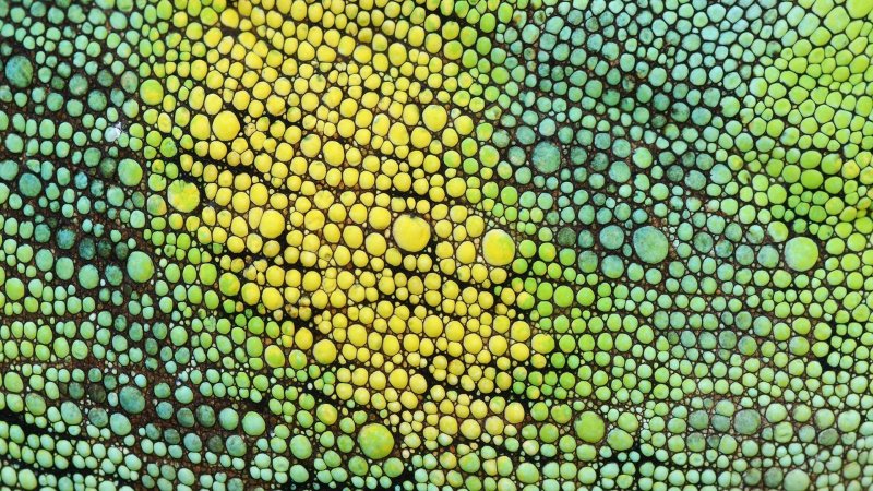 Чешуя хамелеона