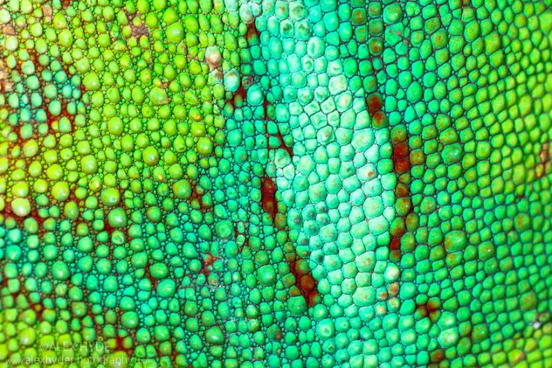 Чешуя хамелеона