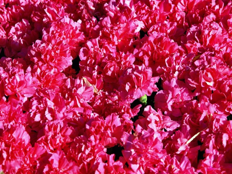 Диантус красный