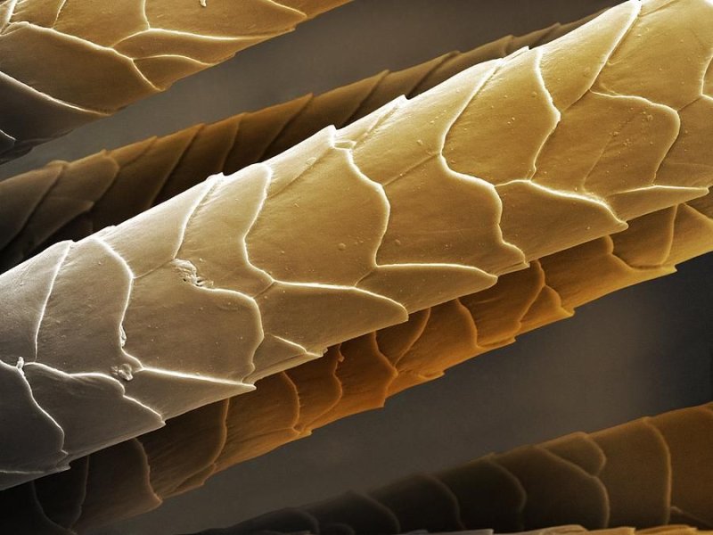 Волос под микроскопом