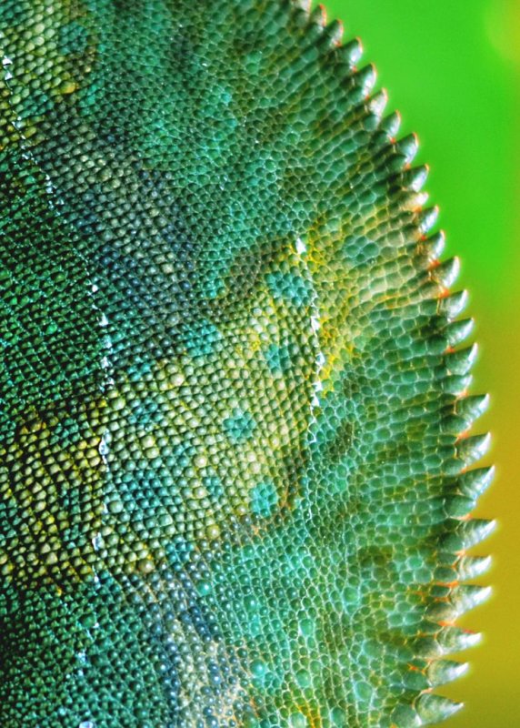 Чешуя хамелеона