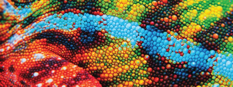 Кожа хамелеона