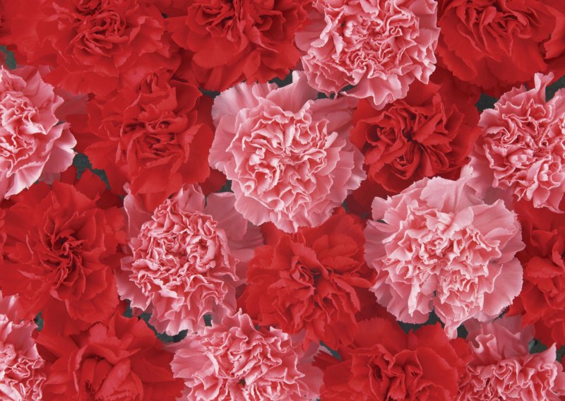 Диантус красный