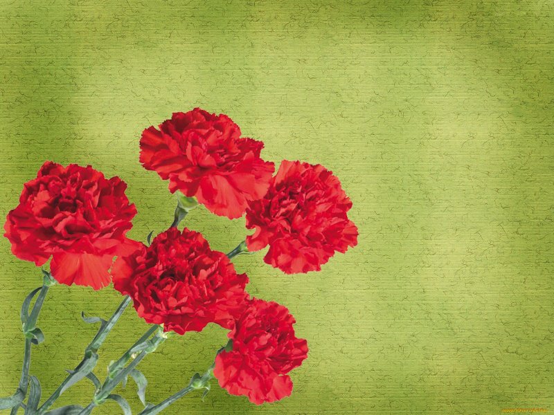 Дарина Алексеева Бахчисарайские гвоздики