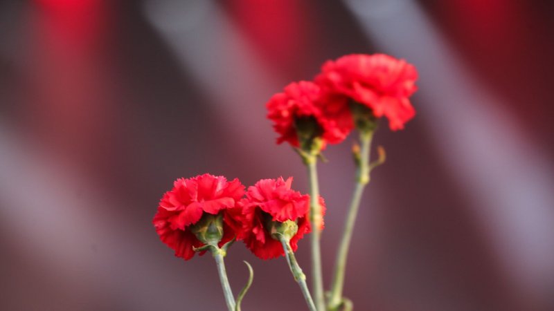 Гвоздика Диантус красная