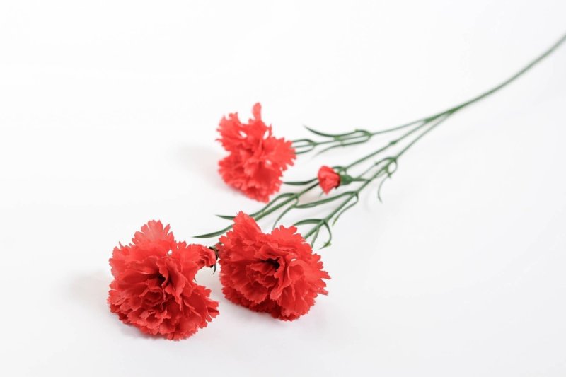 3 Гвоздички