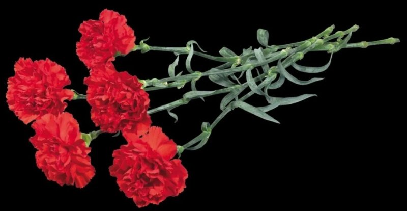 Гвоздика траурный букет