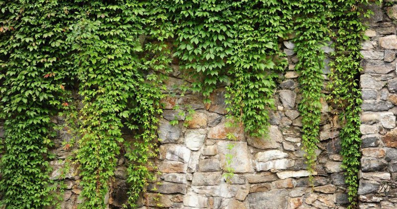 Плющ Хедера ева