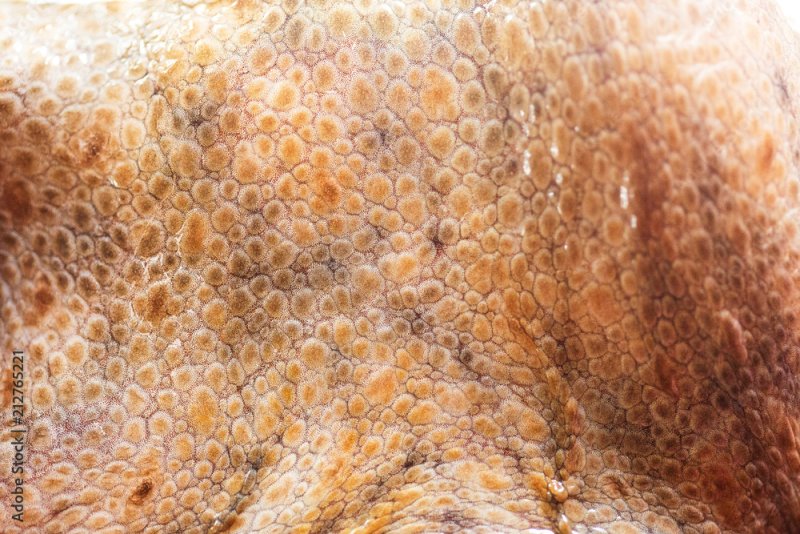 Кожа осьминога