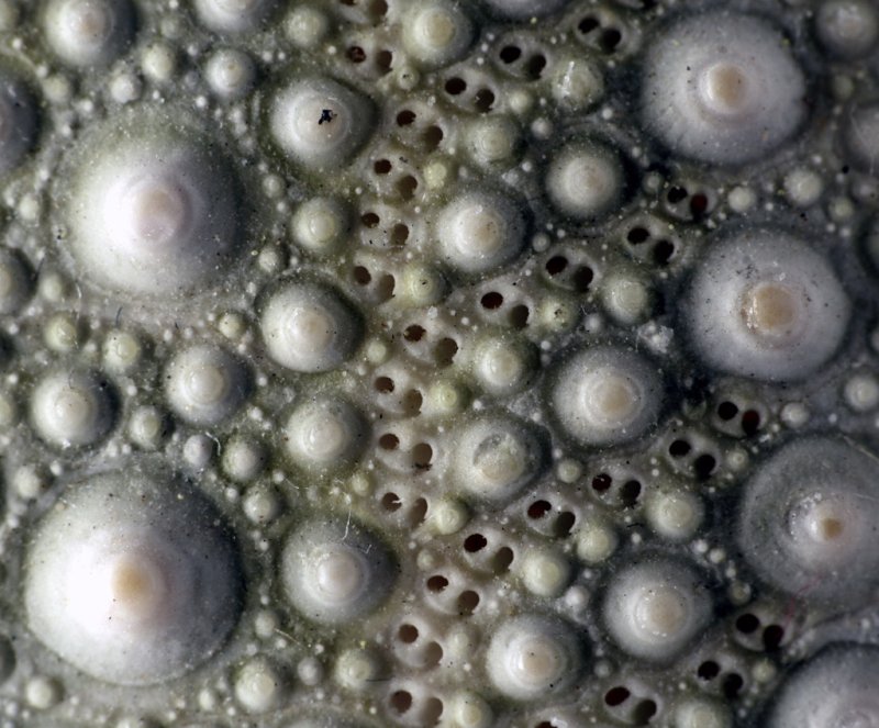 Кожа осьминога текстура