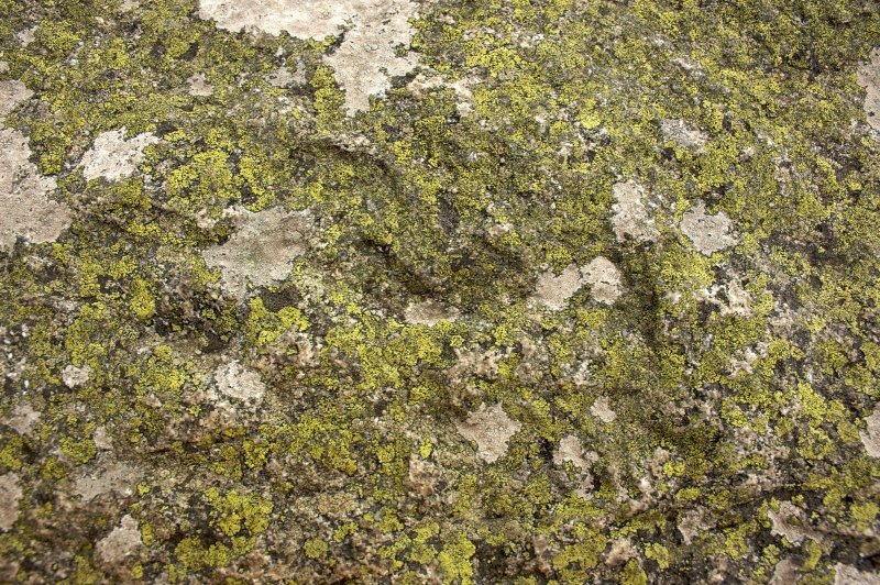 Мох фактура