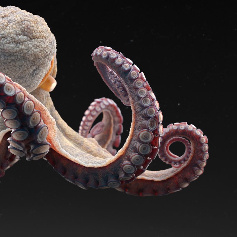 Кожа осьминога