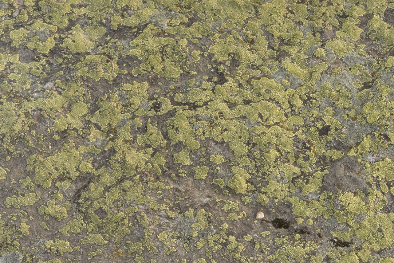 Rhizocarpon лишайник