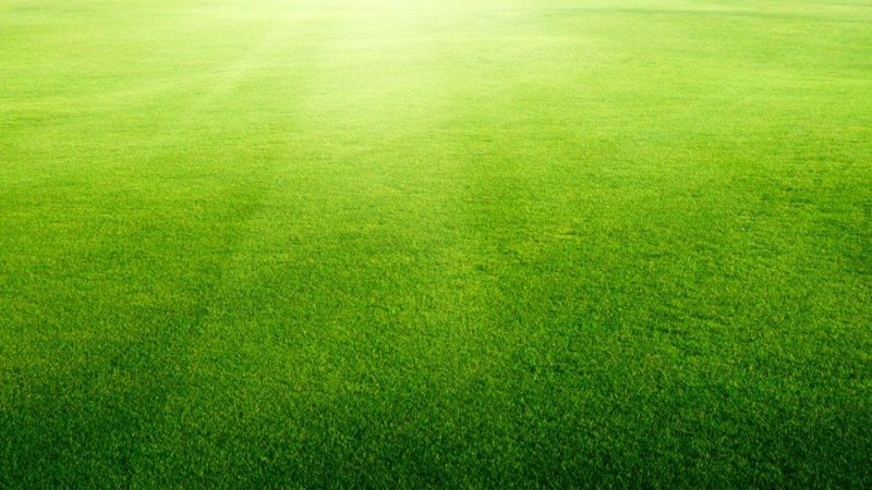 Газон лужайка Грин