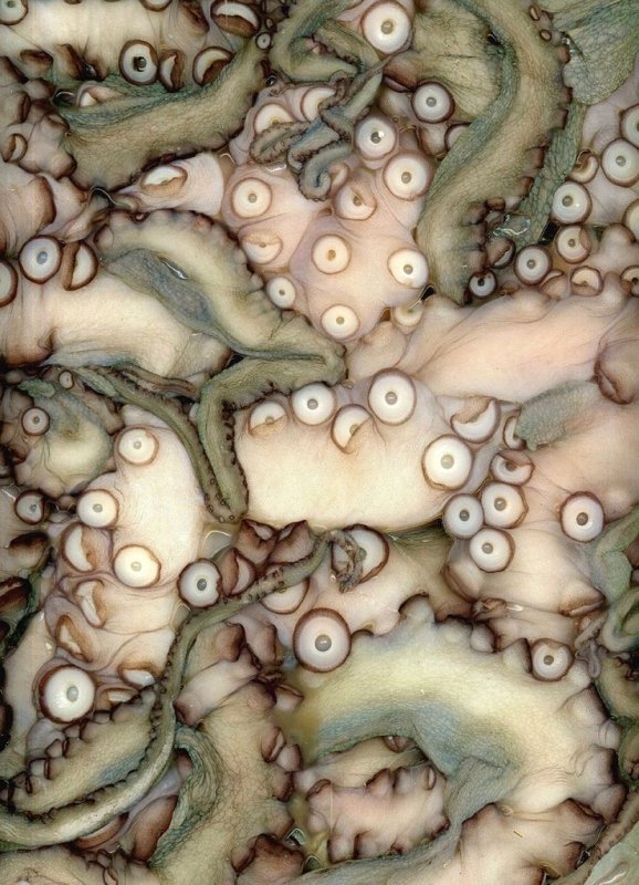 Кожа осьминога текстура