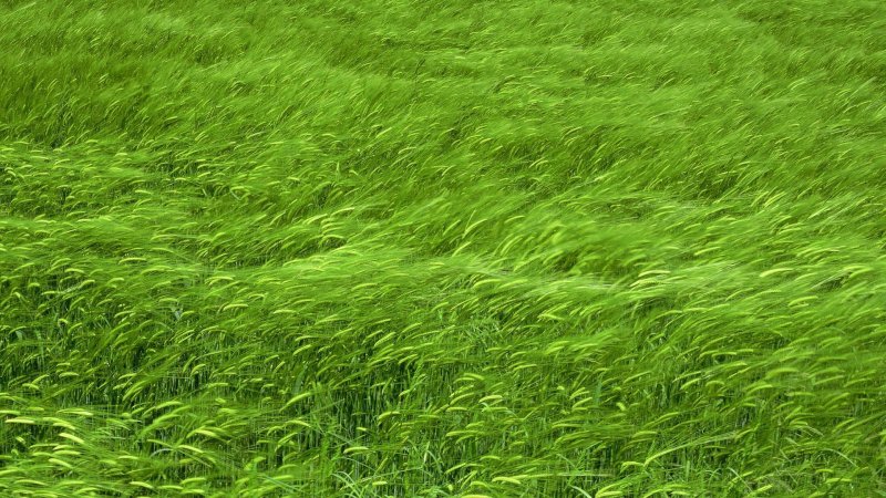 Зеленая трава