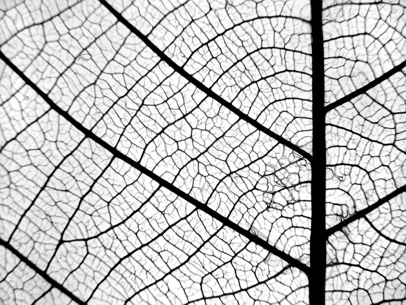 Лист с прожилками