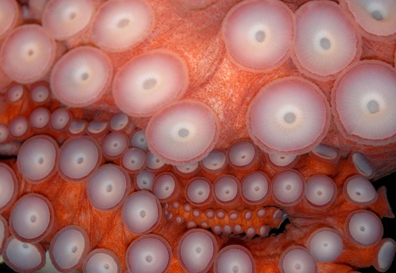 Кожа осьминога