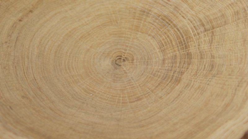 Срез дерева