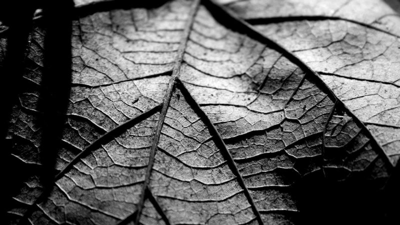 Обои листья