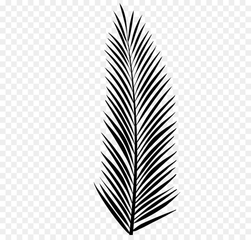 Лист финиковой пальмы