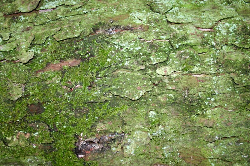 Текстура камня с мхом