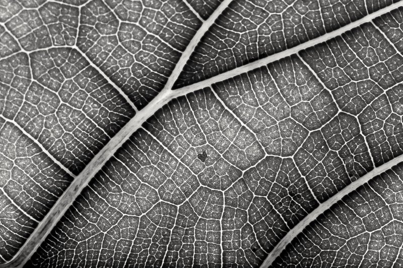 Фактура листа